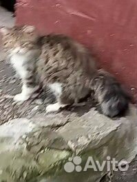 Кошка