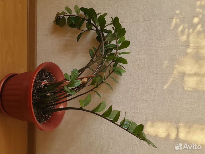 Замиокулькас