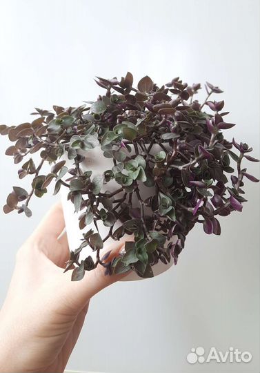 Коллизия ползучая (черенки )