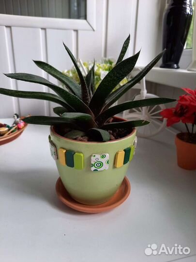 Цветы в горшках