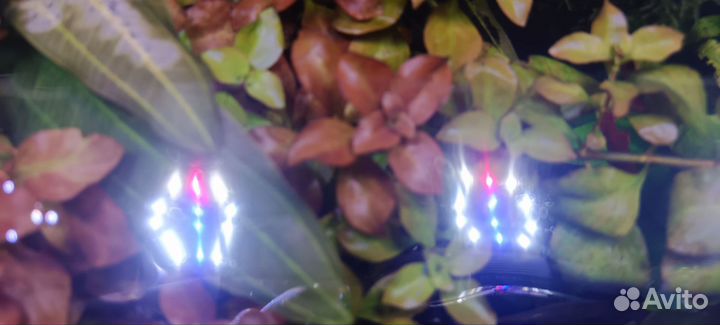 Набор аквариумных растений