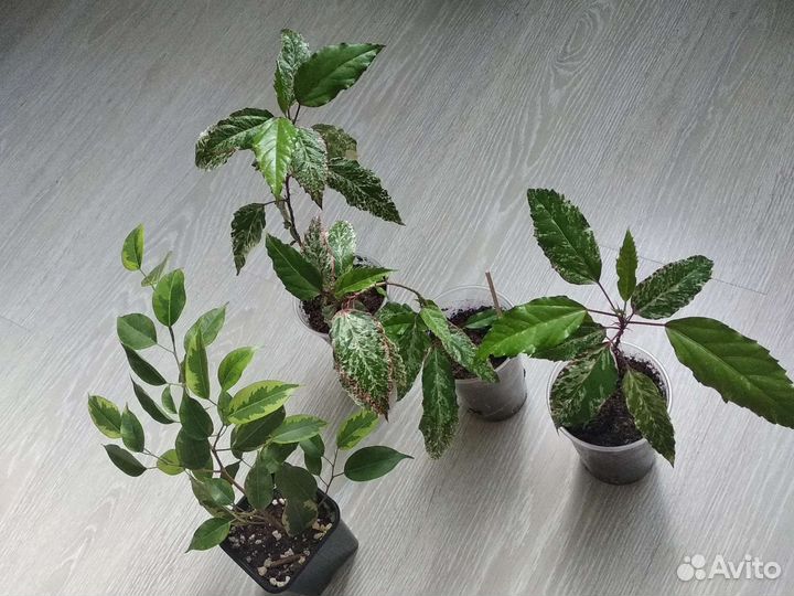 Фикус Бенджамино, Гибискус Герда вариегатный