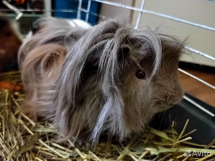 Морская свинка