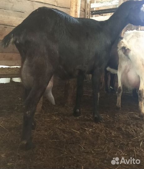 Дойные козы