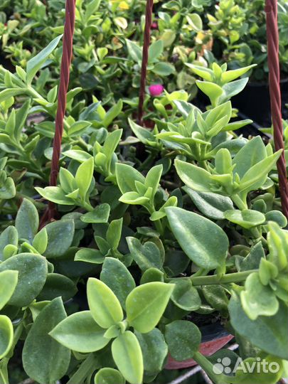 Ампельные растения