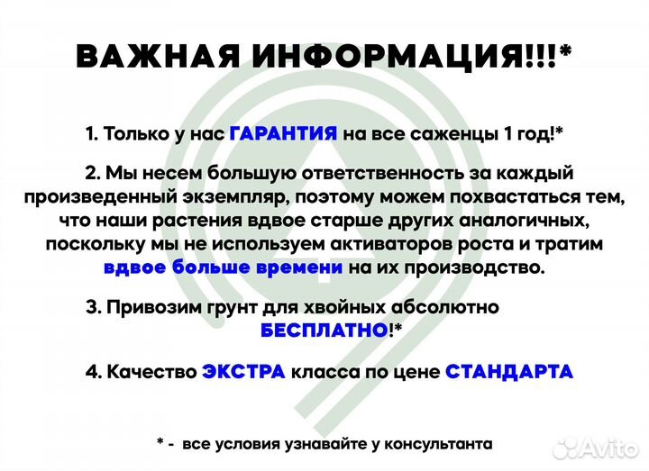 Туя Брабант крупномер. Из питомника