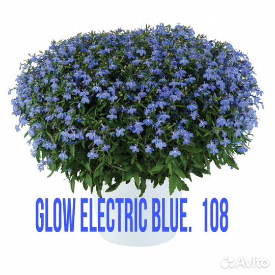 Лобелия вегетативная