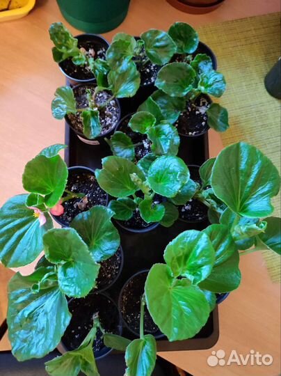 Бегония вечноцветущая,каланхоэ оленьи рожки