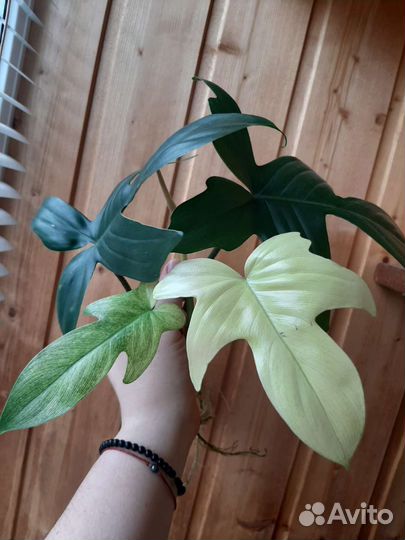 Филодендрон флорида бьюти альба