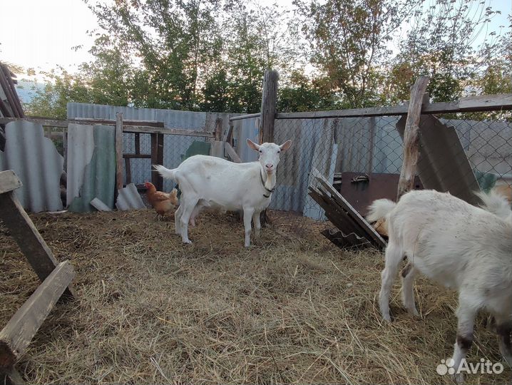 Коза дойная