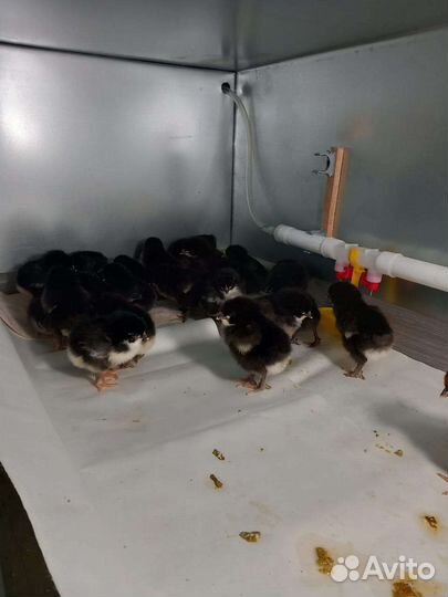 Маран черно-медный,Гуси,Утки,Индоутки,Цесарки