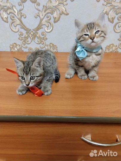 Котята бенгала