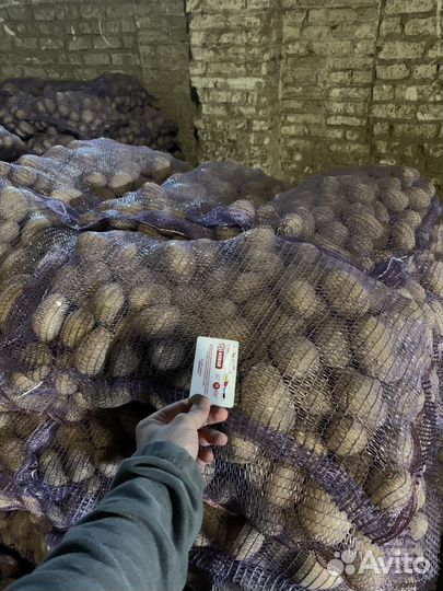 Продам картофель оптом