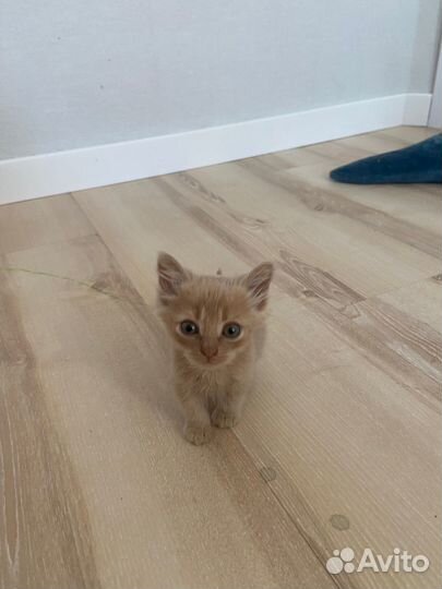 Рыжий котенок пушистый