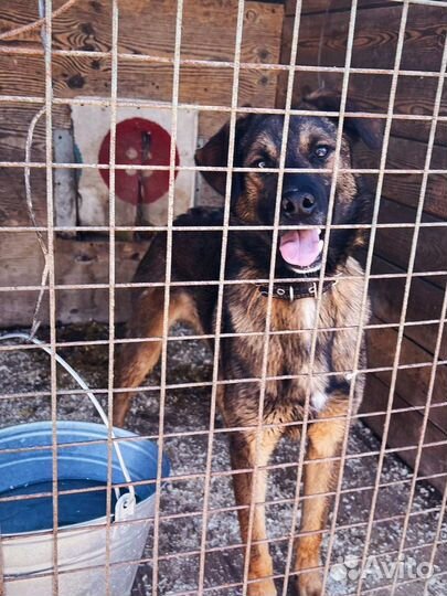 Дружок из приюта