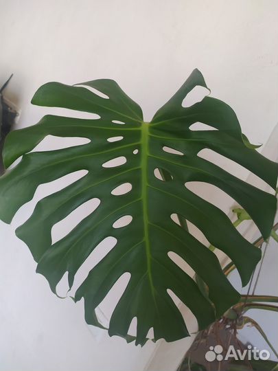 Комнатные цветы монстера