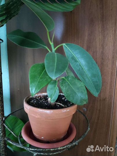 Фикус бенджамина