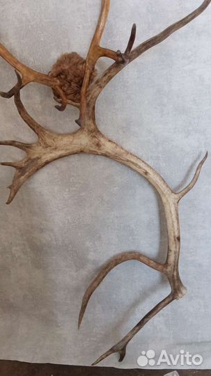 Рога оленя.целые и огромный фрагмент
