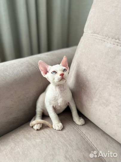 Котята девон-рекс