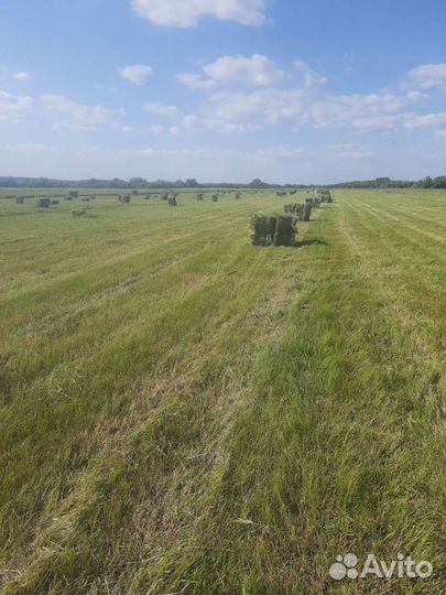 Сено Луговое разнотравие