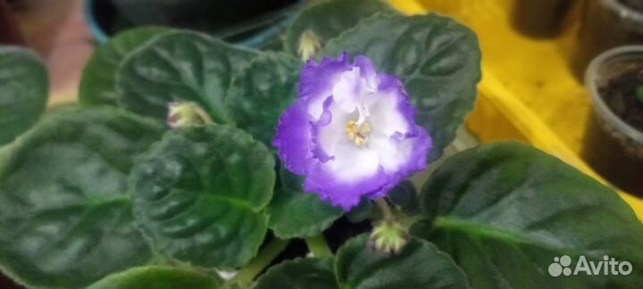 Цветущие фиалки