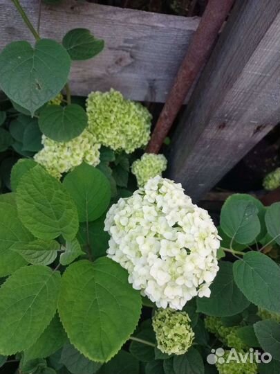Гортензия древовидная аннабель