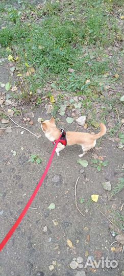 Вязка кобель чихуахуа