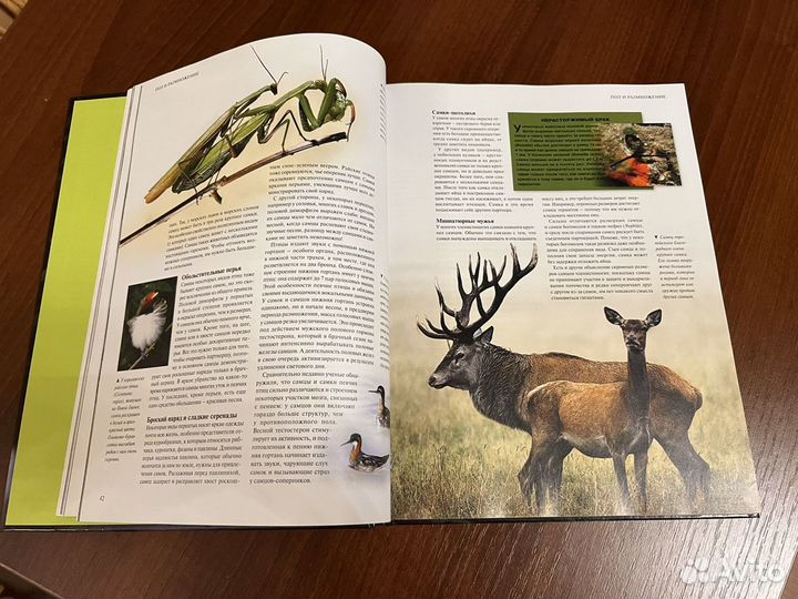 Удивительная жизнь природы