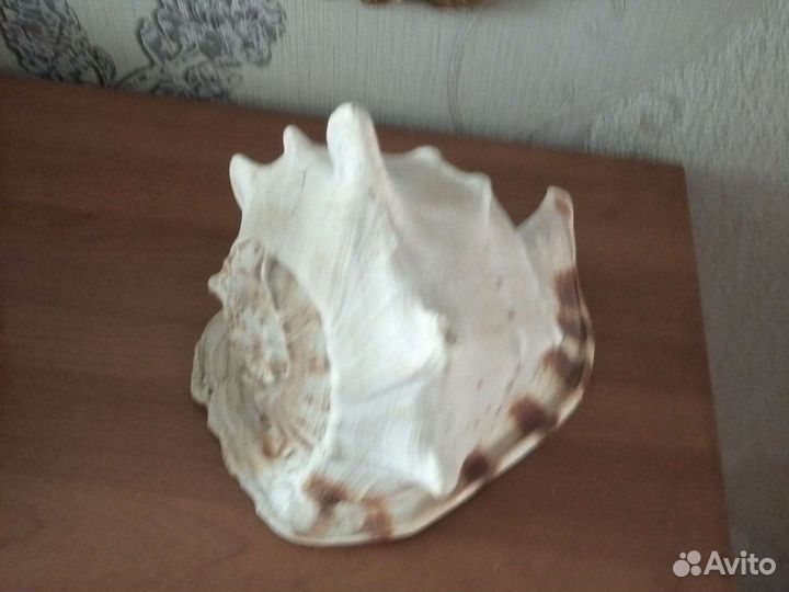 Ракушка, океан. большая