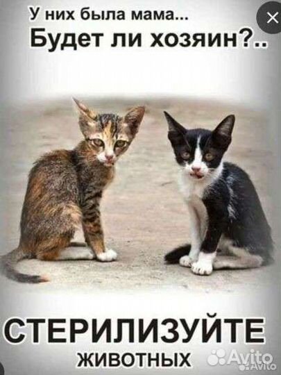Котики поддержите стерелезацию котеечек