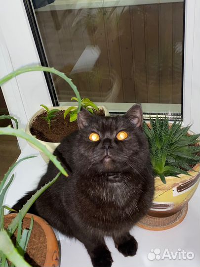 Шотланская кошка