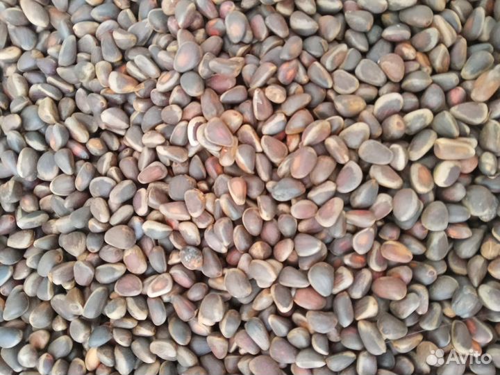 Орех кедровый