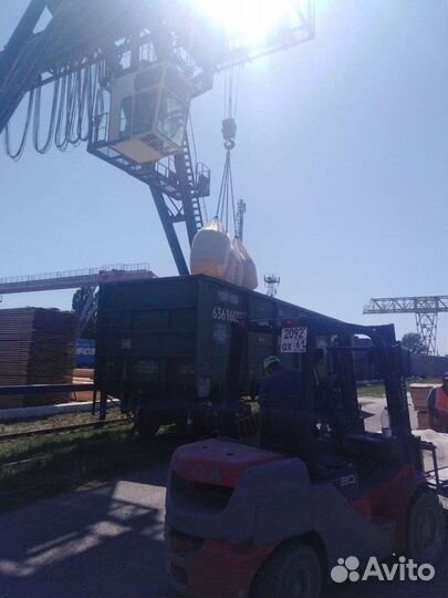 Морская ракушка