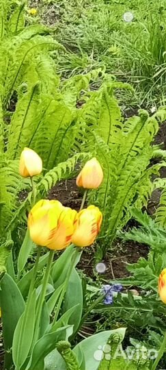 Садовые растения