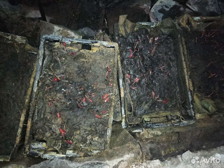 Нимфея материнский 3-х летний куст