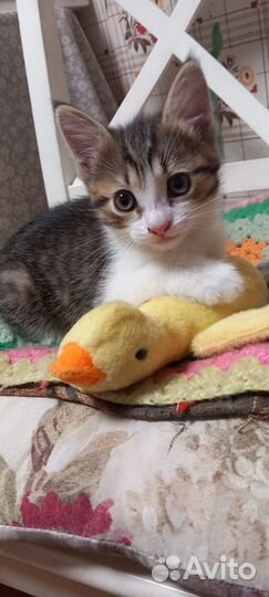 Кошки в добрые руки