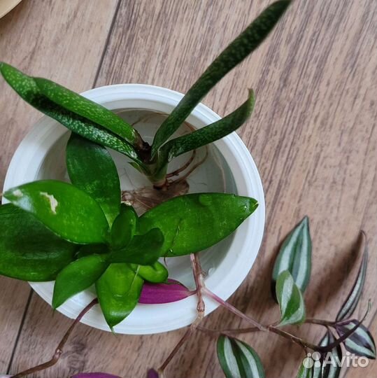 Домашние растения цветы