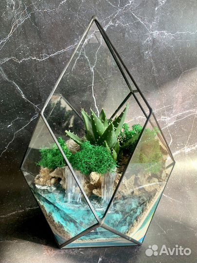 Флорариум суккуленты
