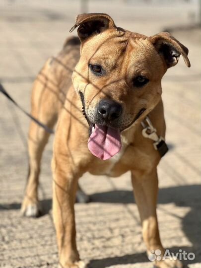 Стаффордширский терьер метис в добрые руки