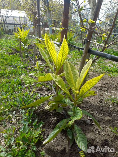 Японская мушмула, локва