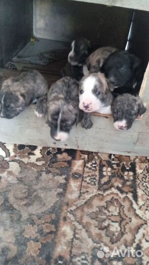 Щенки американского стаффорда