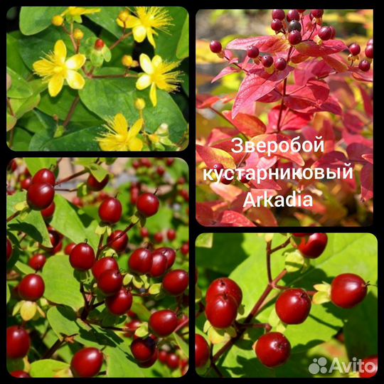 Кустарники декоративные