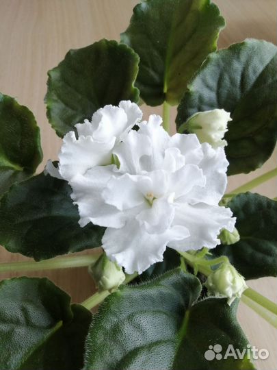 Сортовые фиалки