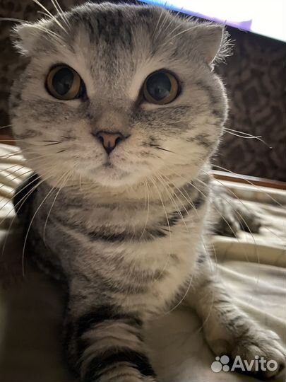Шотландский вислоухий кот