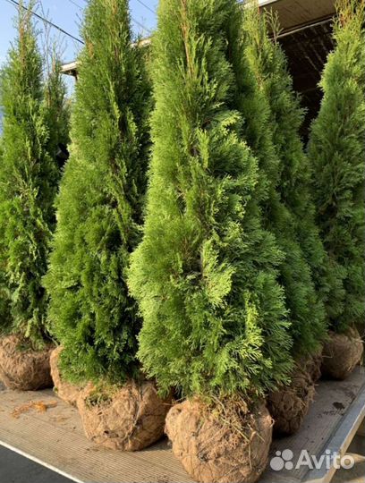 Туя смарагд