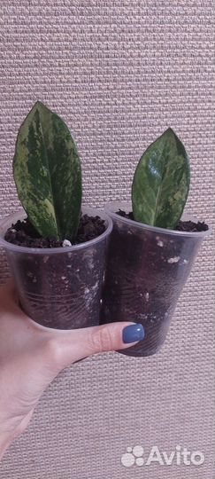 Замикулькус