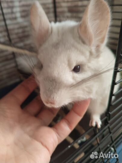 Шиншилла бело- розовая