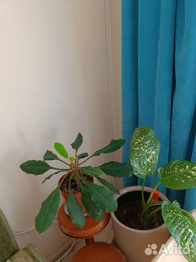 Пеларгония герань