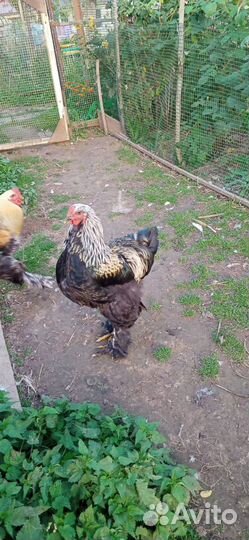 Петух Брама