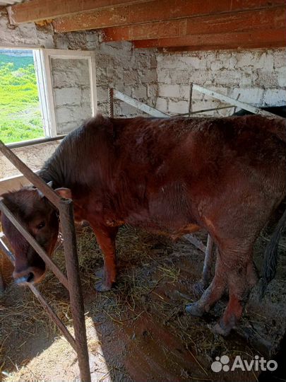 Телята бычки